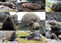 Neuselndische Seelwen - Begegnungen der unvergesslichen Art am Cape Palliser