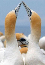 Besuch in der Tlpelkolonie am Cape Kidnappers bei Napier